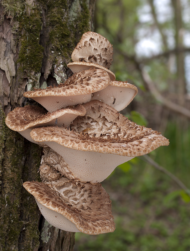 Polyporus squamosus